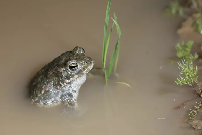 Framed Print : Green Toad Print, Bufotes viridis Framed Print : Green Toad Print, Bufotes viridis