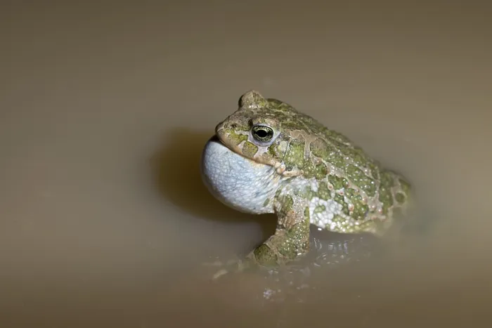 Framed Print : Green Toad Courtship Display Print Framed Print : Green Toad Courtship Display Print