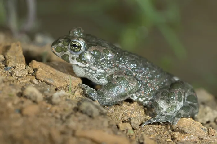 Framed Print : Green Toad Print - Bufotes viridis Framed Print : Green Toad Print - Bufotes viridis