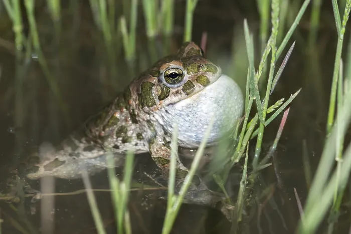 Framed Print : Green Toad Courtship Display Print Framed Print : Green Toad Courtship Display Print
