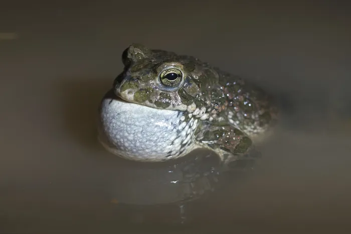 Framed Print : Green Toad Courtship Display Print Framed Print : Green Toad Courtship Display Print