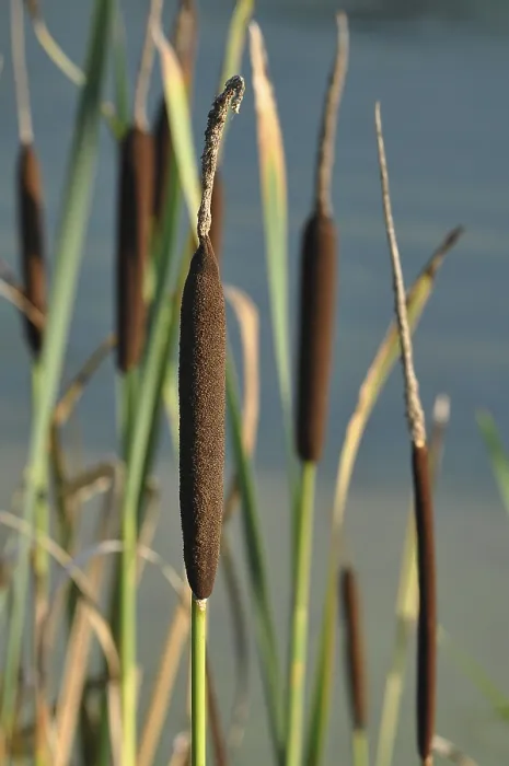 Framed Print : Bulrush or Cattail (Typha) Print Framed Print : Bulrush or Cattail (Typha) Print