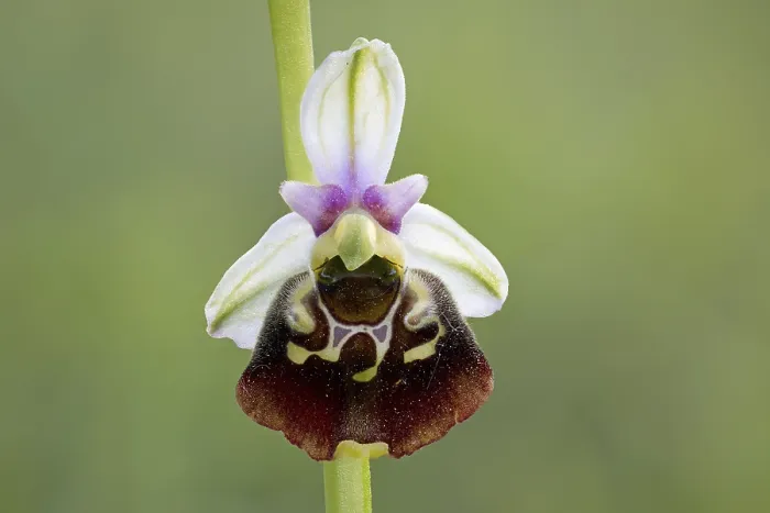 Framed Print : Bumblebee Orchid Print