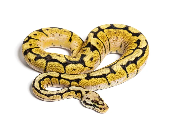 Framed Print : Bumblebee Python Regius Print - Isolated on White Framed Print : Bumblebee Python Regius Print - Isolated on White
