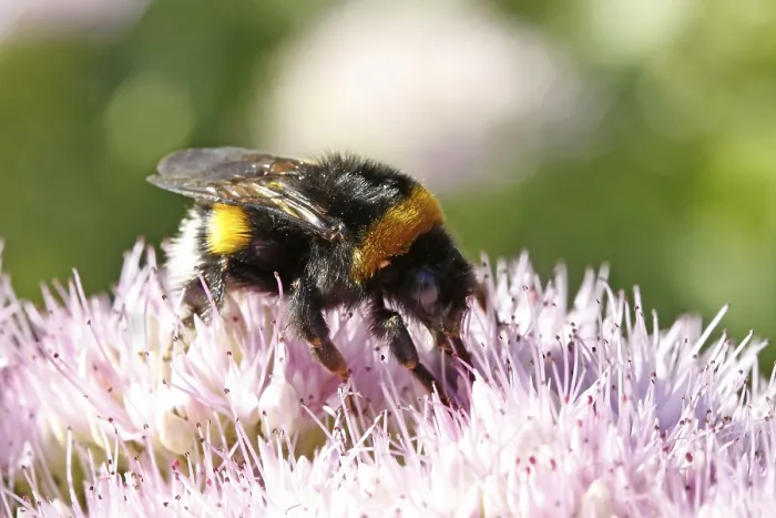 Framed Print : Bumblebee Visiting Flowers Print Framed Print : Bumblebee Visiting Flowers Print