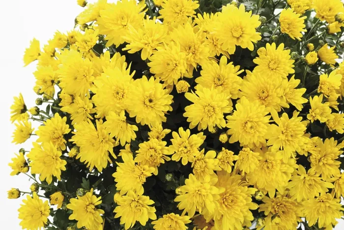 Framed Print : Print of Bunch of Chrysanthemums Framed Print : Print of Bunch of Chrysanthemums