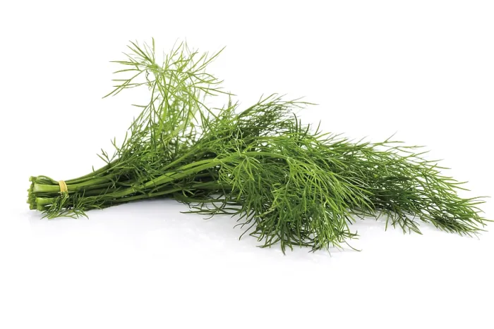 Framed Print : A Bunch of Dill Print Framed Print : A Bunch of Dill Print