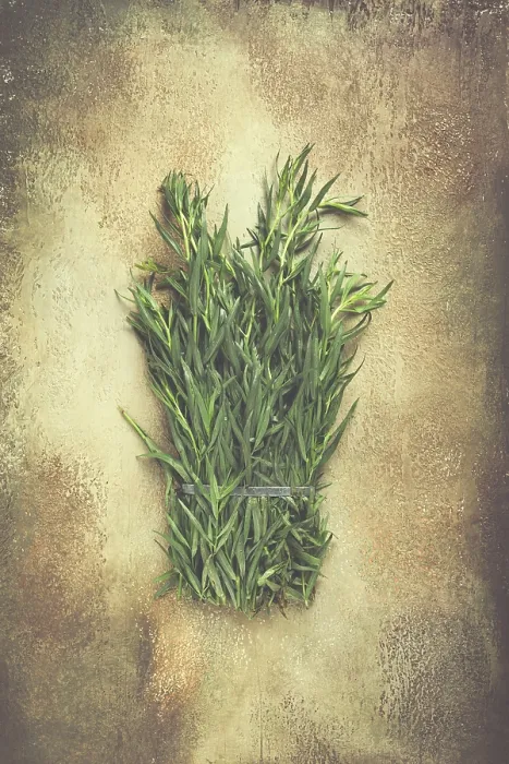 Framed Print : Fresh Tarragon Print, Top View Framed Print : Fresh Tarragon Print, Top View