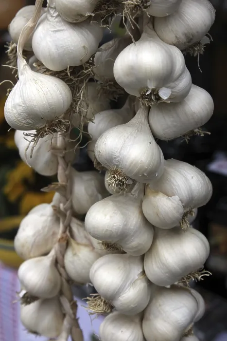 Framed Print : Bunch of Garlic Print Framed Print : Bunch of Garlic Print