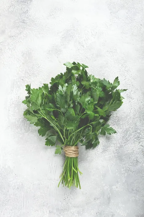 Framed Print : Parsley Bunch Print, Top View Framed Print : Parsley Bunch Print, Top View