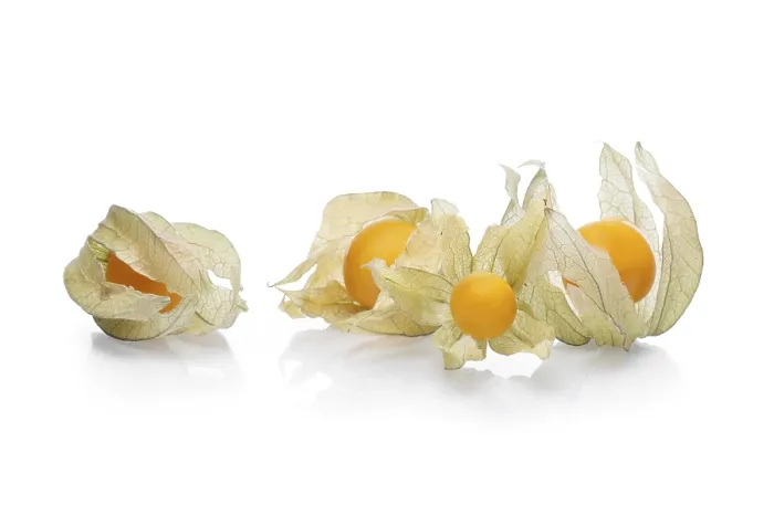 Framed Print : Physalis Bunch Print with Shadow Framed Print : Physalis Bunch Print with Shadow