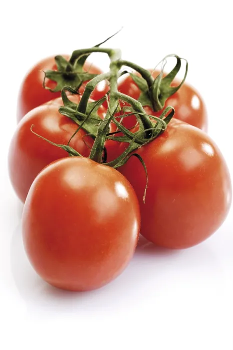 Framed Print : Fresh Tomato Bunch Print Framed Print : Fresh Tomato Bunch Print
