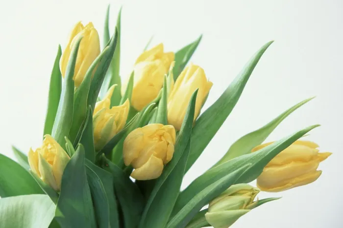 Framed Print : Print of Bunch of Tulips by ImageBROKER Framed Print : Print of Bunch of Tulips by ImageBROKER