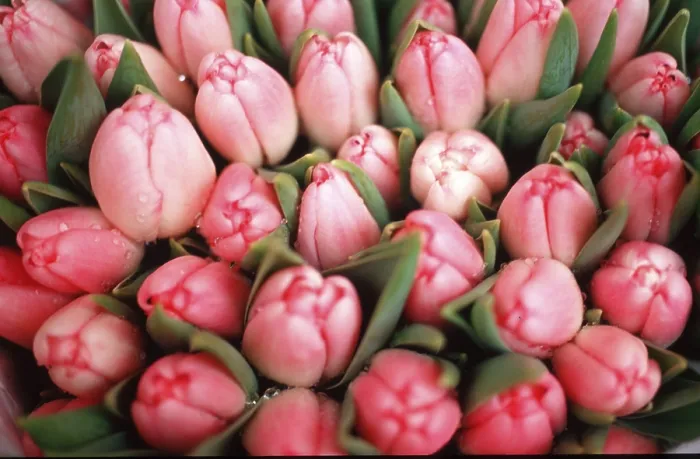 Framed Print : Print of Bunch of Tulips Framed Print : Print of Bunch of Tulips