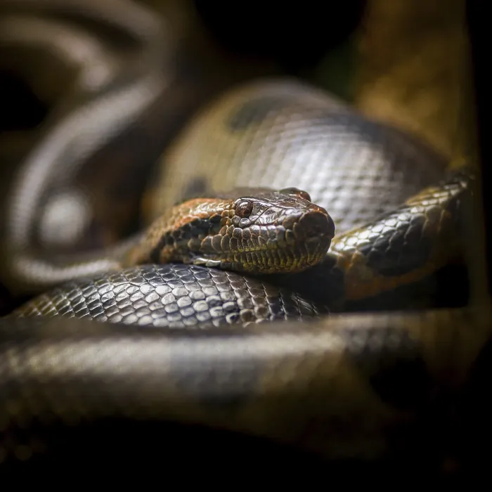 Framed Print : Burmese Python Print - Close-up in Captivity Framed Print : Burmese Python Print - Close-up in Captivity