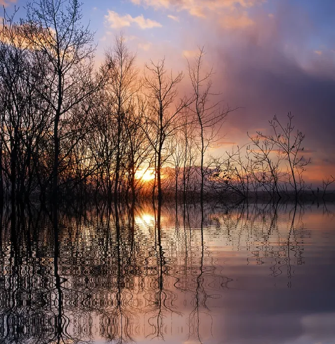 Framed Print : Burning Bush Print - Image from imageBROKER Framed Print : Burning Bush Print - Image from imageBROKER