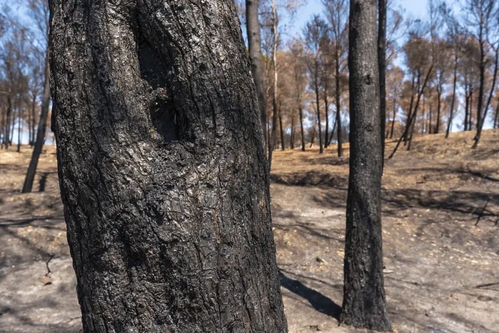 Framed Print : Burnt Tree Print, Climate Change Summer Drought Framed Print : Burnt Tree Print, Climate Change Summer Drought