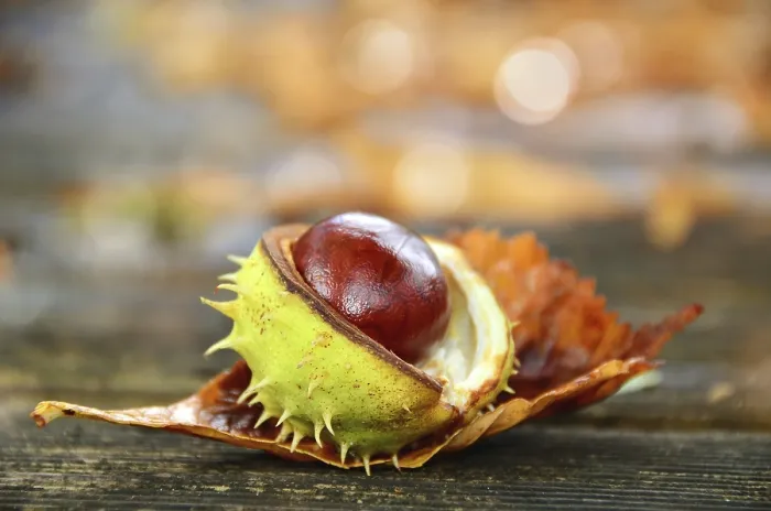 Framed Print : Burst Chestnut Print with Shell, Autumn Scene Framed Print : Burst Chestnut Print with Shell, Autumn Scene