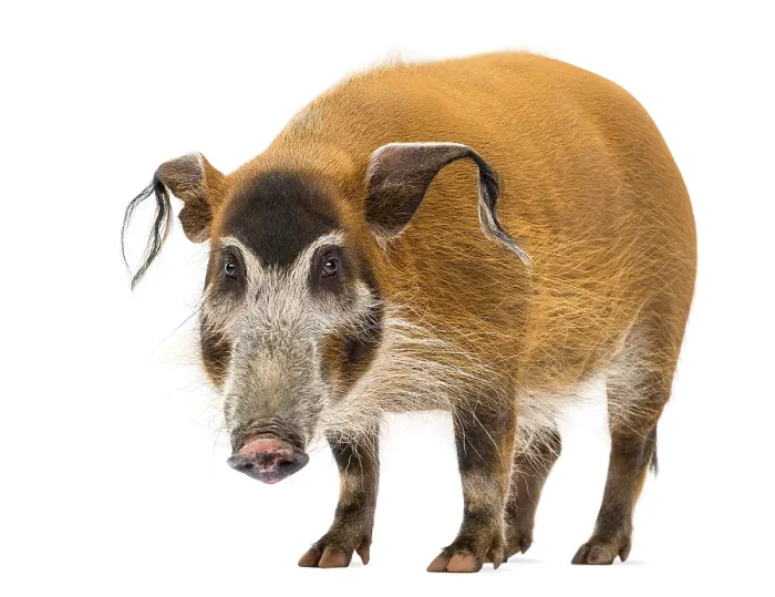 Framed Print : Bush Pig Standing Print, Potamochoerus porcus Framed Print : Bush Pig Standing Print, Potamochoerus porcus