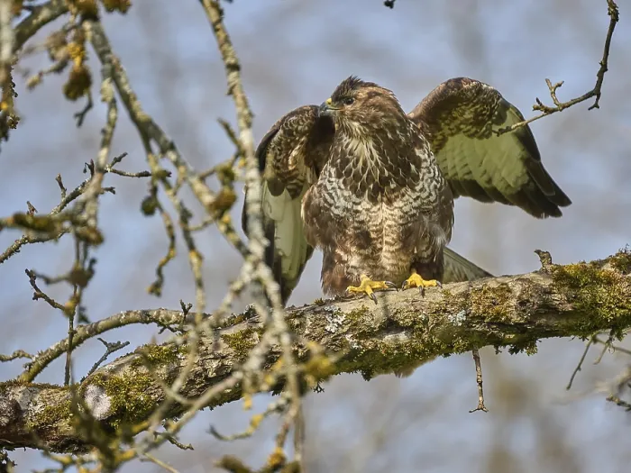 Framed Print : Bussard Print by imageBROKER Framed Print : Bussard Print by imageBROKER