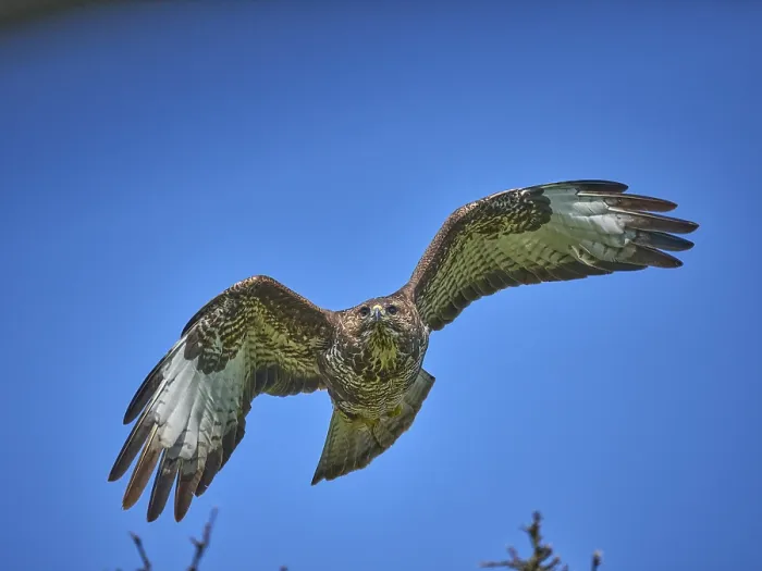 Framed Print : Bussard Print by imageBROKER Framed Print : Bussard Print by imageBROKER
