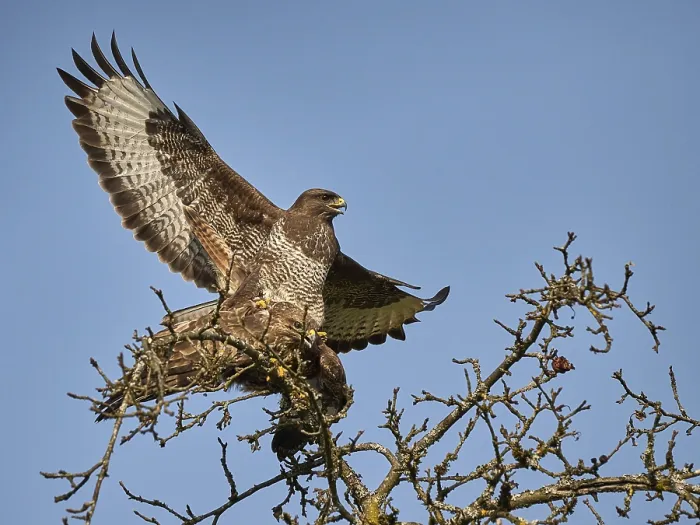 Framed Print : Bussard Print by imageBROKER Framed Print : Bussard Print by imageBROKER