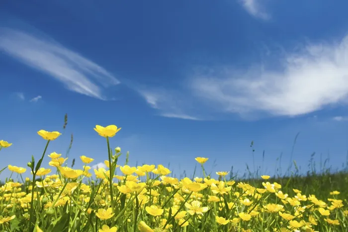Framed Print : Buttercup Meadow Print Framed Print : Buttercup Meadow Print