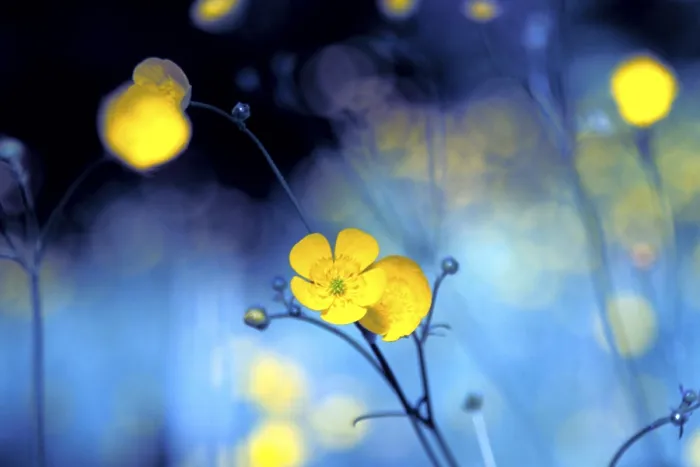 Framed Print : Buttercups Print by imageBROKER Framed Print : Buttercups Print by imageBROKER