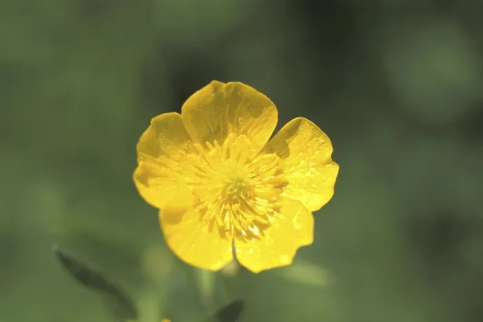 Framed Print : Buttercups Print by imageBROKER Framed Print : Buttercups Print by imageBROKER