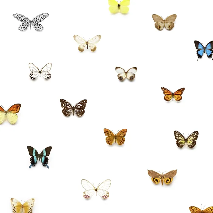Framed Print : Butterflies Print by ImageBROKER
