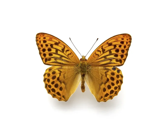 Framed Print : A Butterfly Print by imageBROKER Framed Print : A Butterfly Print by imageBROKER