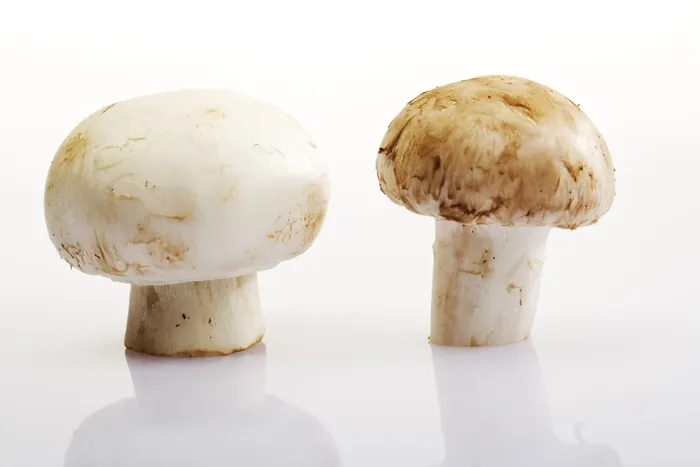 Framed Print : Button Mushrooms (Agaricus) Print Framed Print : Button Mushrooms (Agaricus) Print