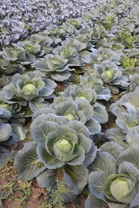 Framed Print : Cabbage in a Field Print Framed Print : Cabbage in a Field Print