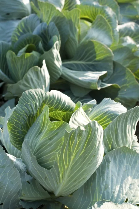 Framed Print : Cabbage Field Close-Up Print Framed Print : Cabbage Field Close-Up Print