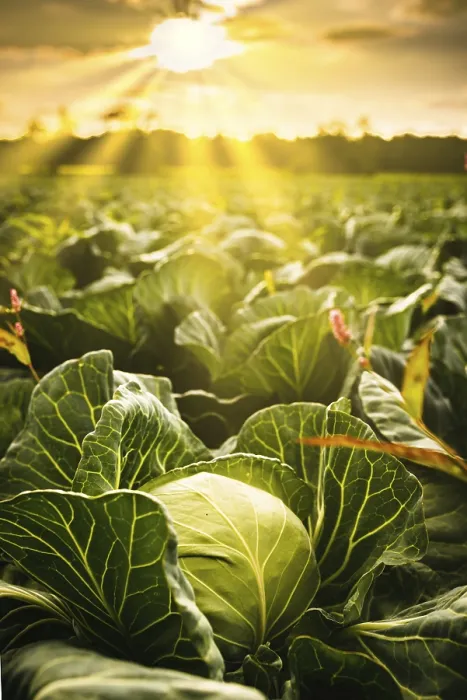 Framed Print : Cabbage Field in Sunset Light Print, Austria Framed Print : Cabbage Field in Sunset Light Print, Austria