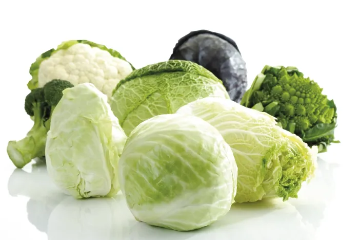 Framed Print : Print of Various Cabbage Varieties Framed Print : Print of Various Cabbage Varieties
