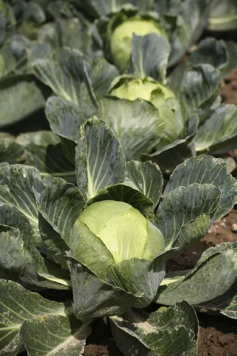 Framed Print : Color Print of Cabbages in a Vegetable Garden Framed Print : Color Print of Cabbages in a Vegetable Garden