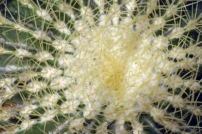 Framed Print : Echinocactus grusonii Print - Golden Barrel Cactus Framed Print : Echinocactus grusonii Print - Golden Barrel Cactus