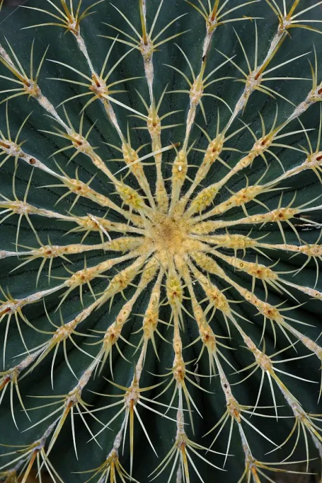 Framed Print : Cactus (Ferocactus histrix) Print, Mexico Framed Print : Cactus (Ferocactus histrix) Print, Mexico