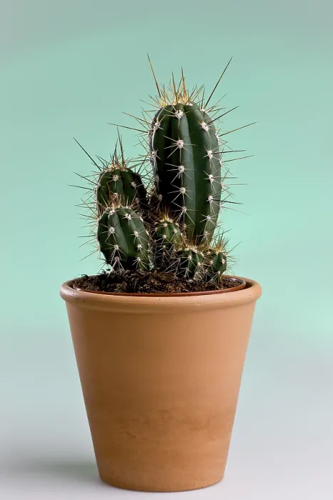 Framed Print : Cactus in a Flowerpot Print Framed Print : Cactus in a Flowerpot Print