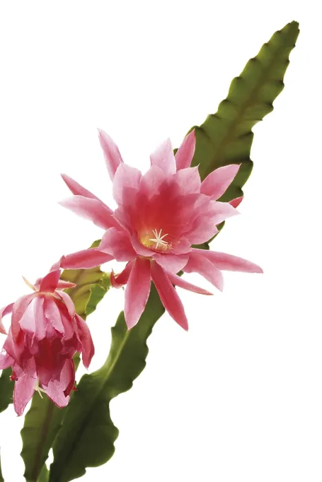 Framed Print : Cactus Flowers Print Framed Print : Cactus Flowers Print