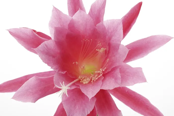 Framed Print : Cactus Flowers Print