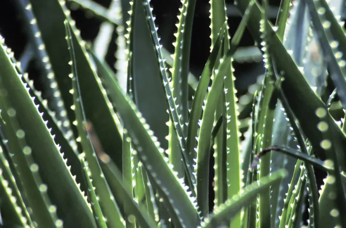 Framed Print : Cactus Leaves Print Framed Print : Cactus Leaves Print