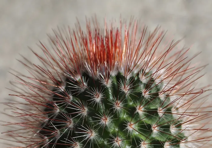 Framed Print : Cactus Plant Print Framed Print : Cactus Plant Print