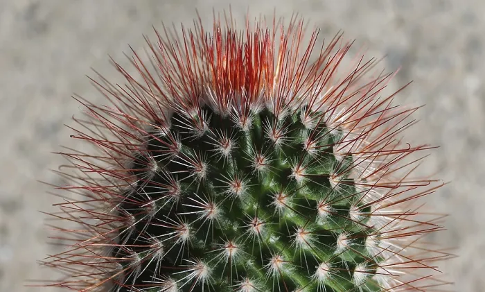 Framed Print : Cactus Plant Print Framed Print : Cactus Plant Print