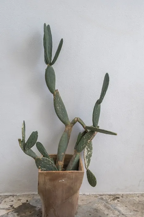 Framed Print : Polignano a Mare, Italy: Cactus in Rustic Pot Print Framed Print : Polignano a Mare, Italy: Cactus in Rustic Pot Print