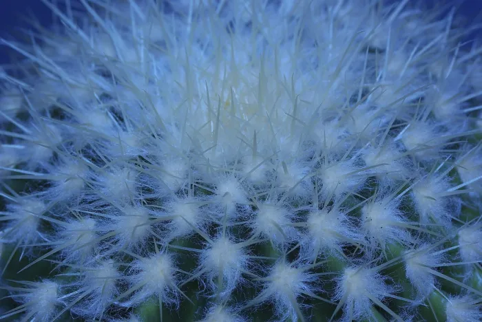 Framed Print : Cactus Surface in Blue Light Print Framed Print : Cactus Surface in Blue Light Print