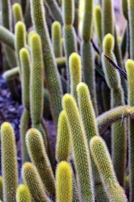 Framed Print : Detail of Cactus Print with Thorns and Textures Framed Print : Detail of Cactus Print with Thorns and Textures