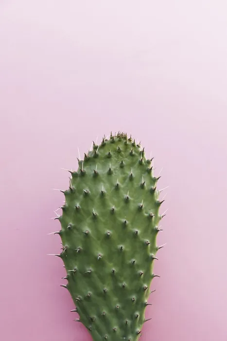 Framed Print : Cactus with Many Thorns Colored Background Print Framed Print : Cactus with Many Thorns Colored Background Print