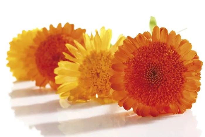 Framed Print : Calendula or Pot Marigold Print Framed Print : Calendula or Pot Marigold Print
